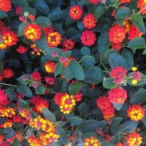 Meet your Posher, Abbey